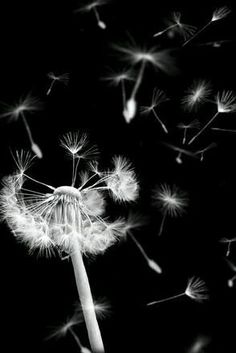 0af90b32ea2b5522c02aa686406bfd39-screen-saver-taraxacum